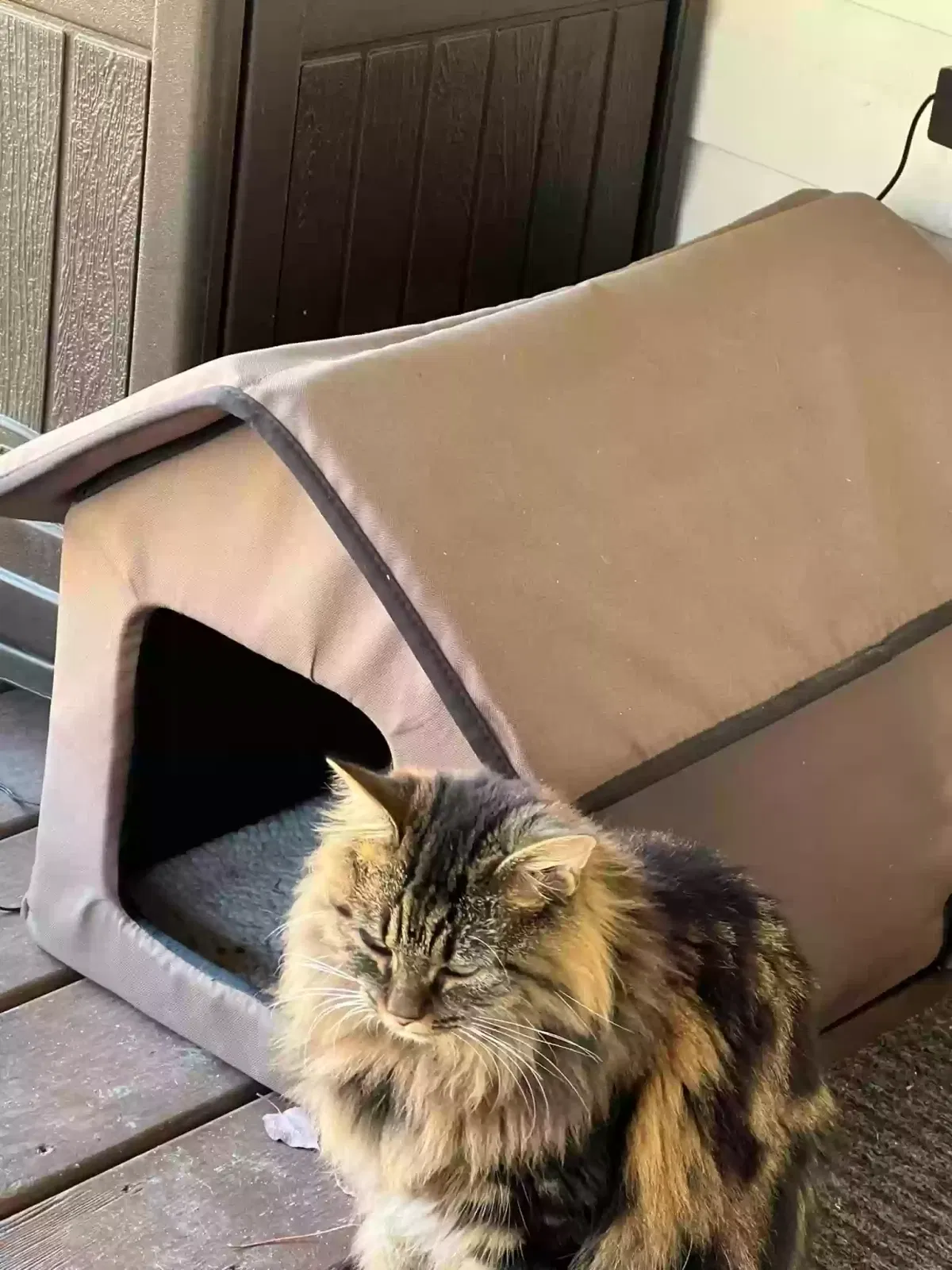 Lost cat in Fayetteville, NC, 28312