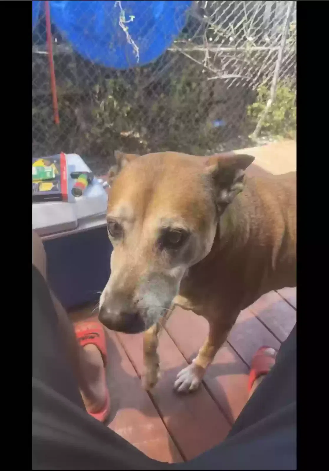 Lost dog in Jupiter, FL, 33458