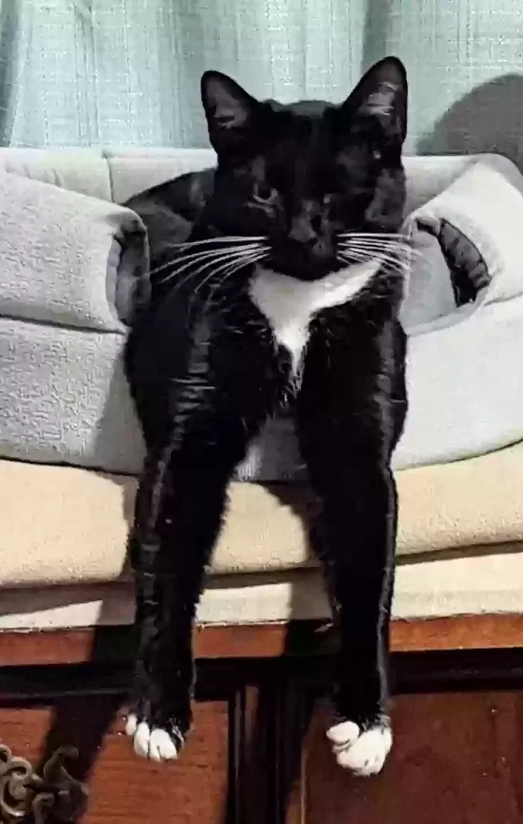 Lost cat in Lemon Grove, CA, 91945
