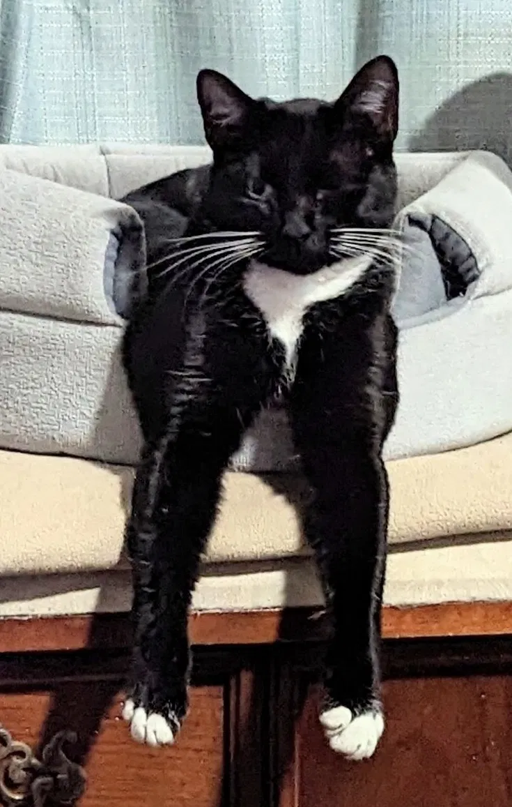 Lost cat in Lemon Grove, CA, 91945