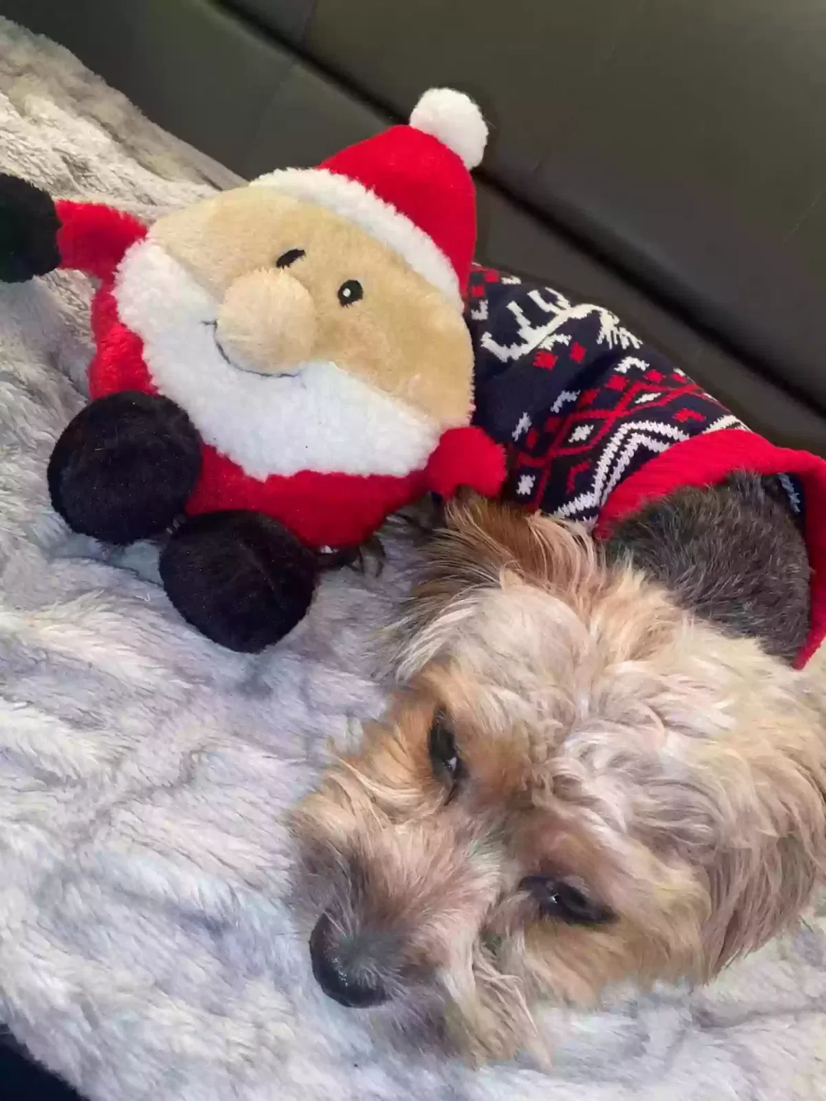 Lost dog in Newark, NJ, 7106