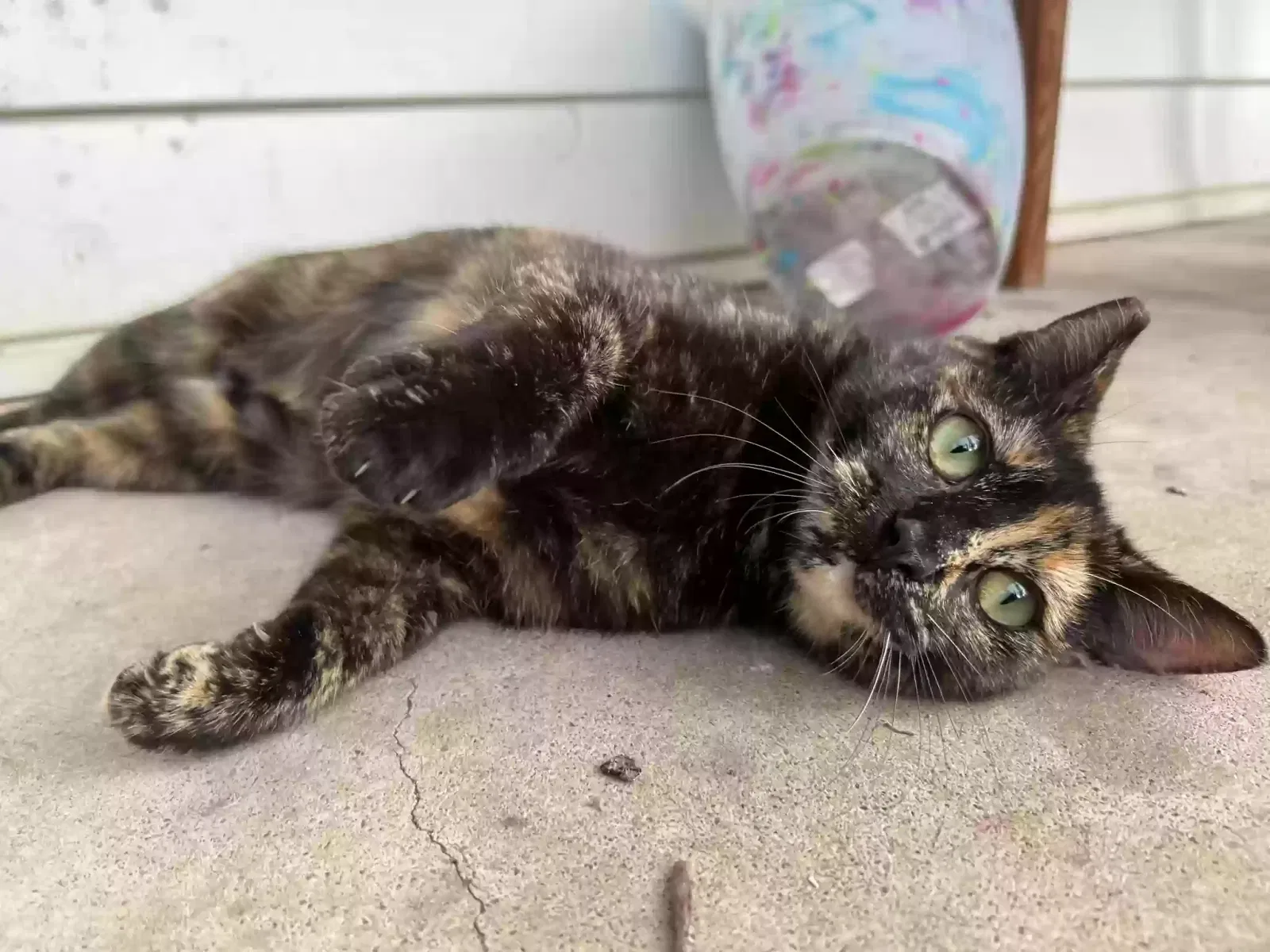 Lost cat in Mooresville, NC, 28115