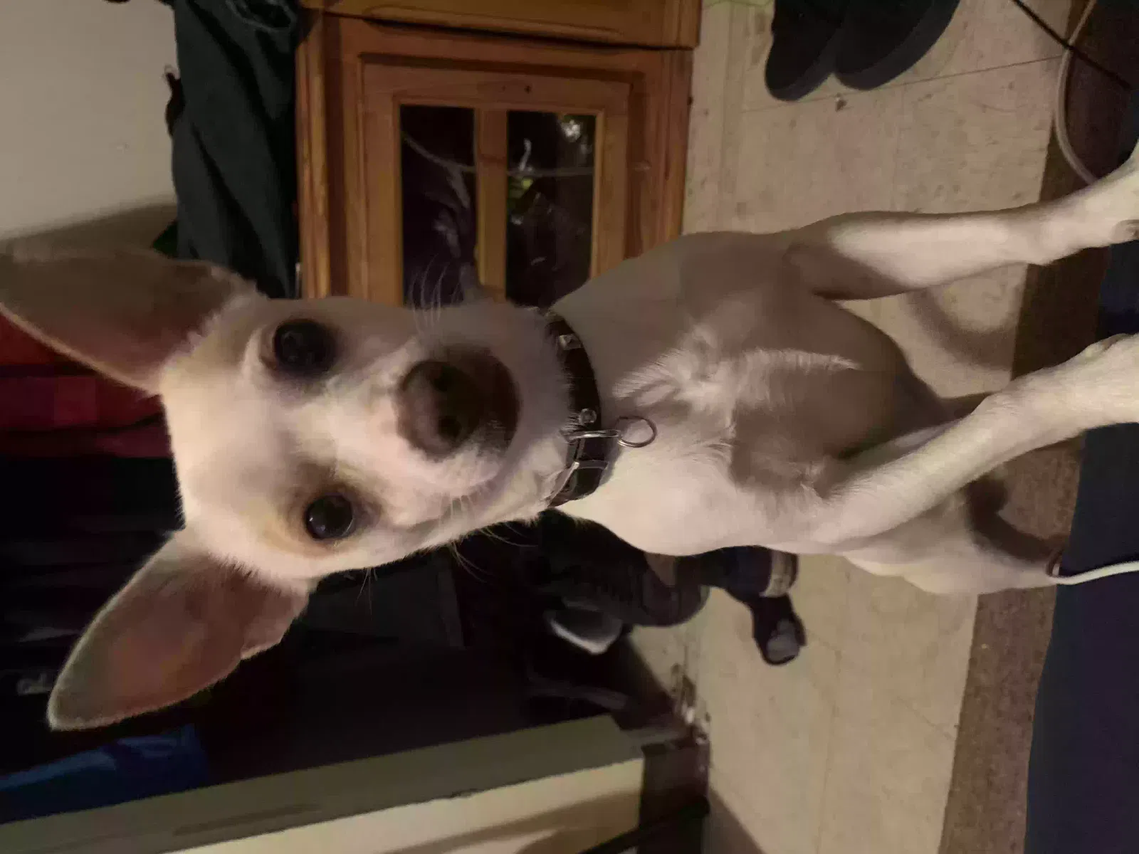 Lost dog in Scottsdale, AZ, 85256