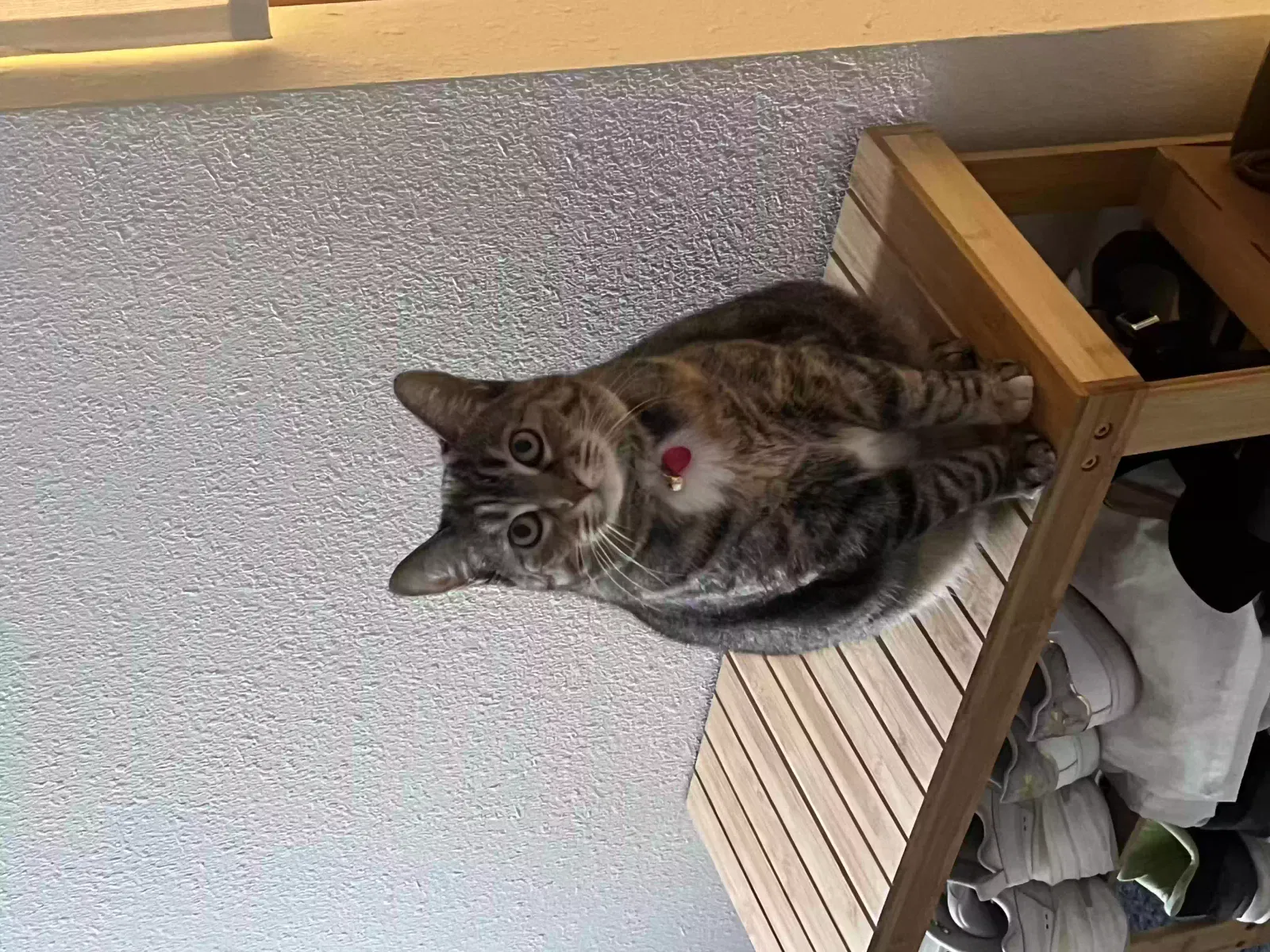 Lost cat in San Antonio, TX, 78251