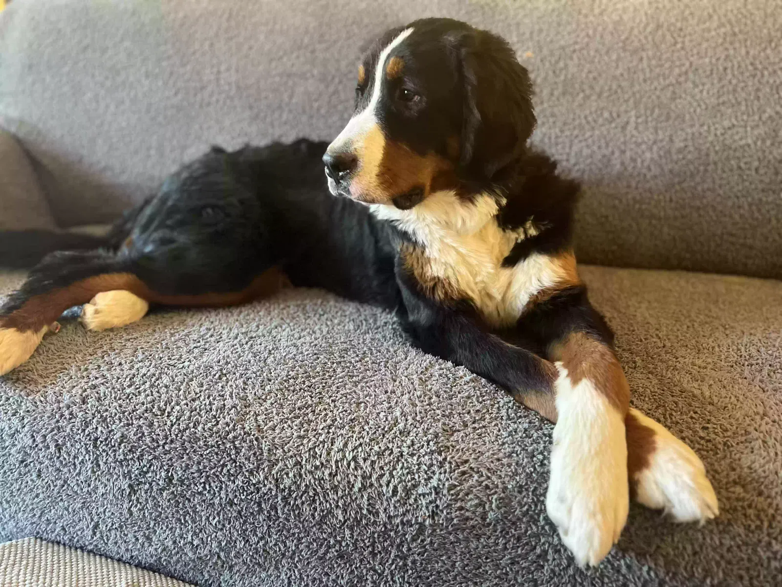 Lost dog in Denver, CO, 80214