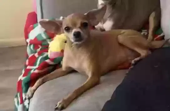 Lost dog in Tempe, AZ, 85281
