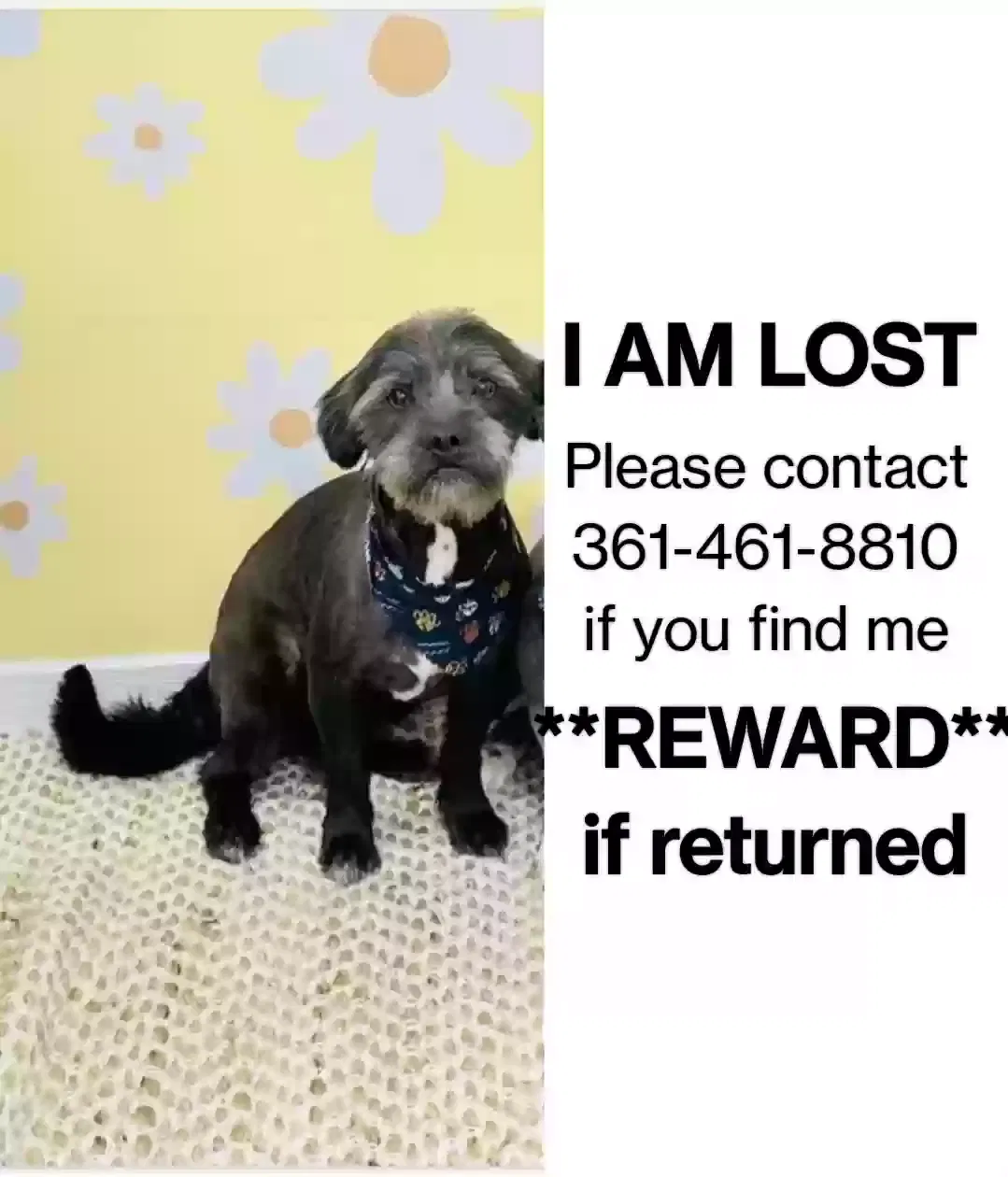 Lost dog in Corpus Christi, TX, 78409