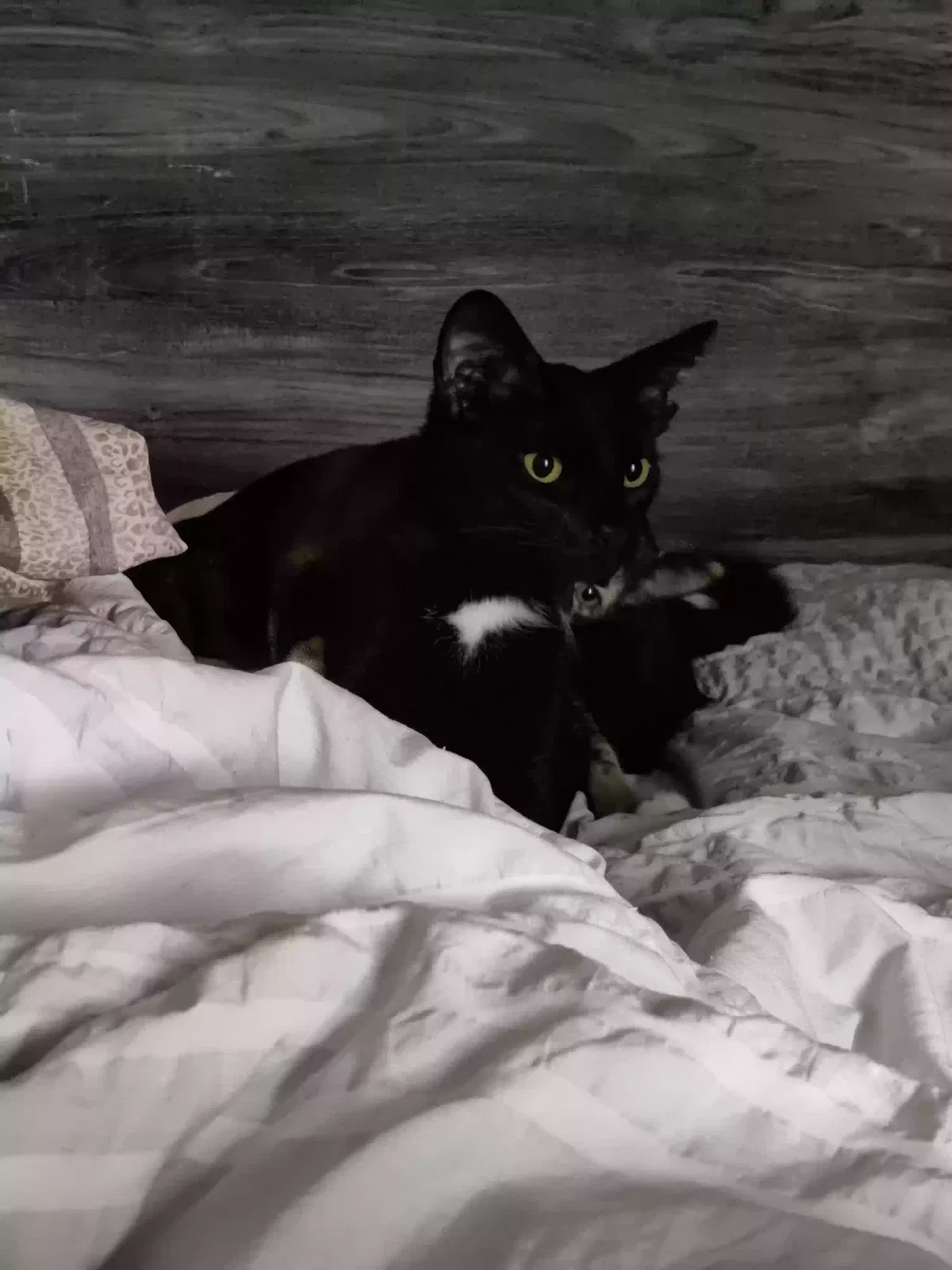 Lost cat in Greensboro, NC, 27407