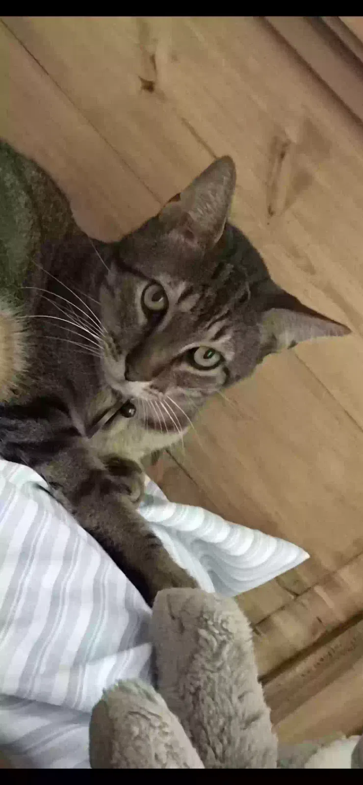 Lost cat in Youngsville, LA, 70592