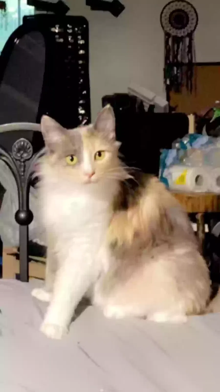 Lost cat in Newcastle, OK, 73065
