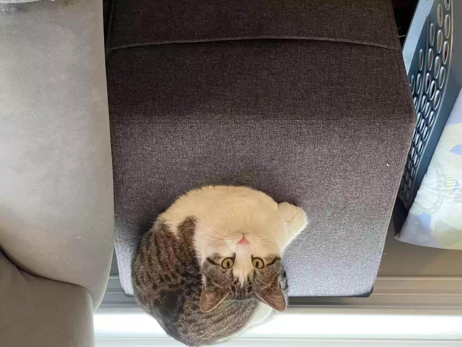 Lost cat in Cary, NC, 27519