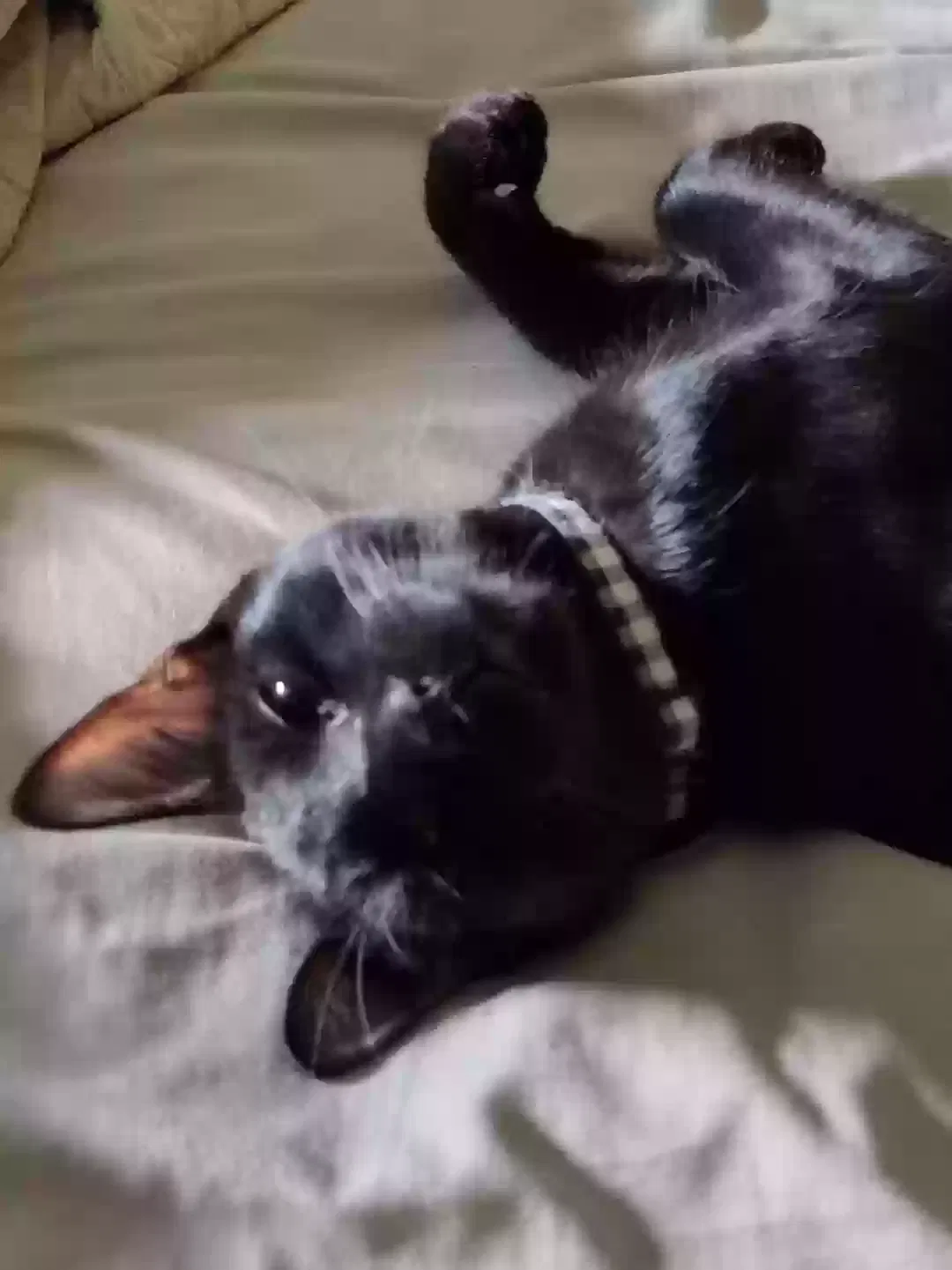 Lost cat in Converse, TX, 78109