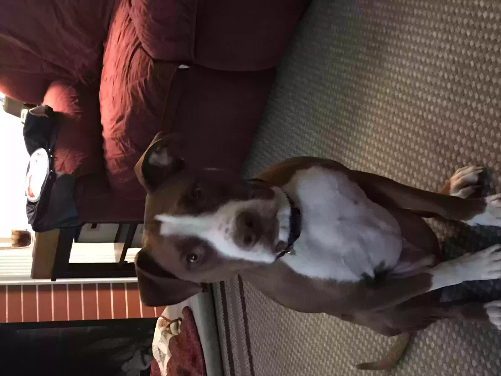 Lost dog in Louisville, KY, 40229