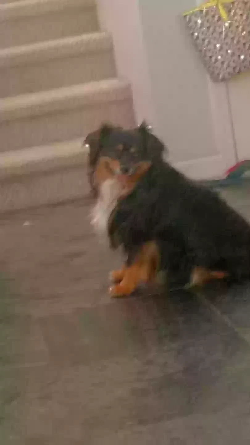 Lost dog in Los Lunas, NM, 87031