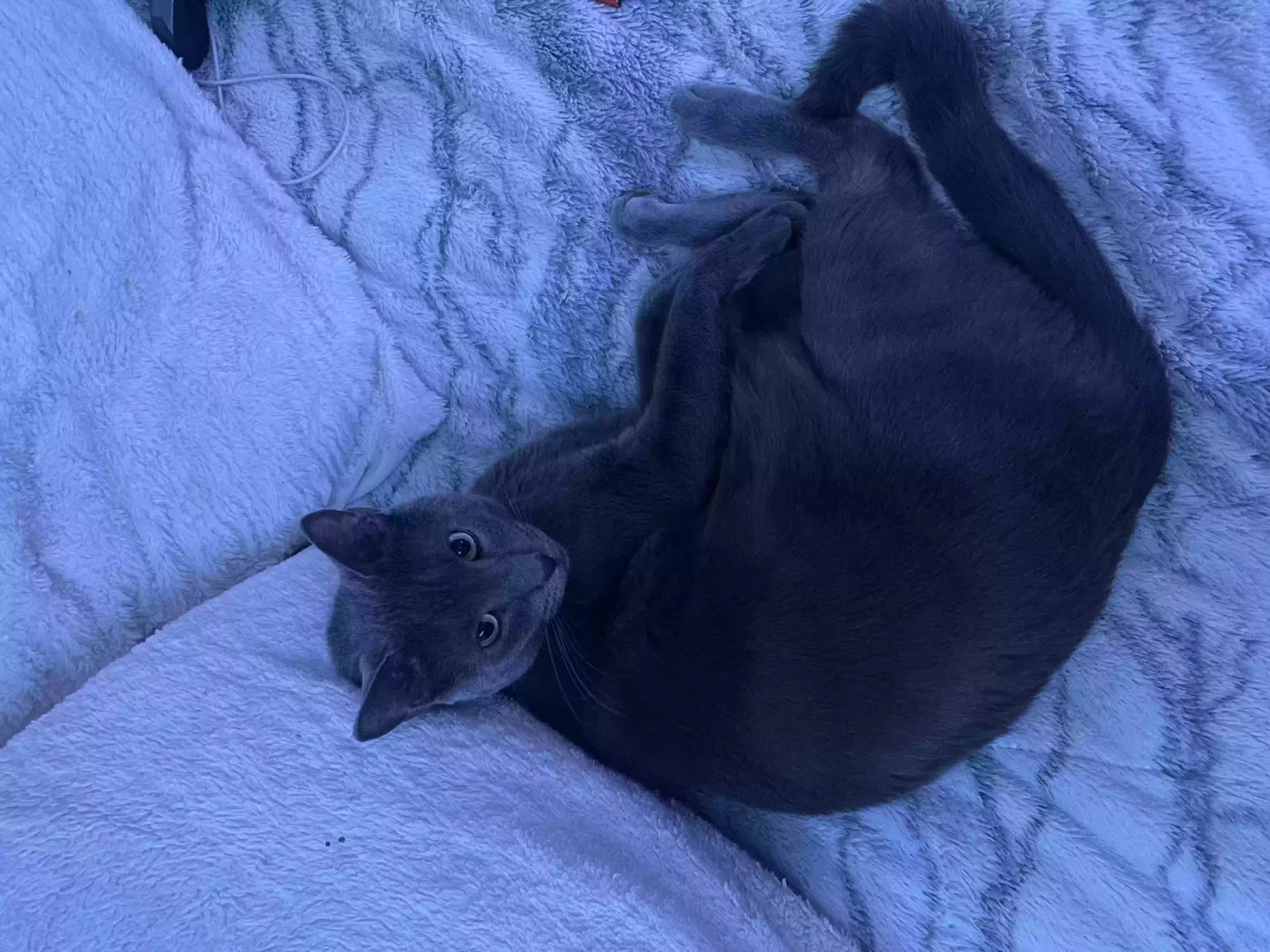 Lost cat in Hemet, CA, 92545