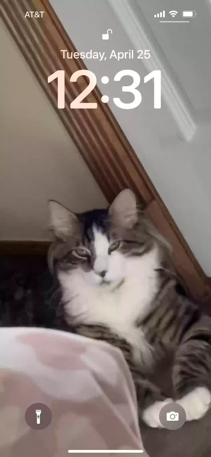 Lost cat in Yukon, OK, 73099