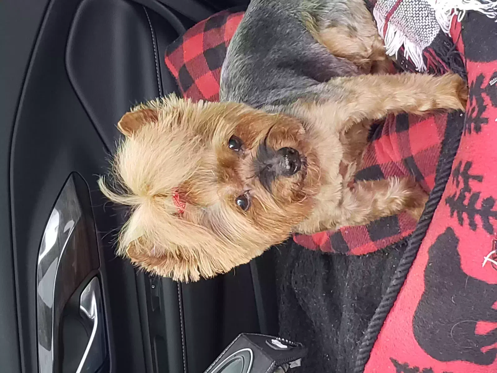 Lost dog in Milford, NE, 68405