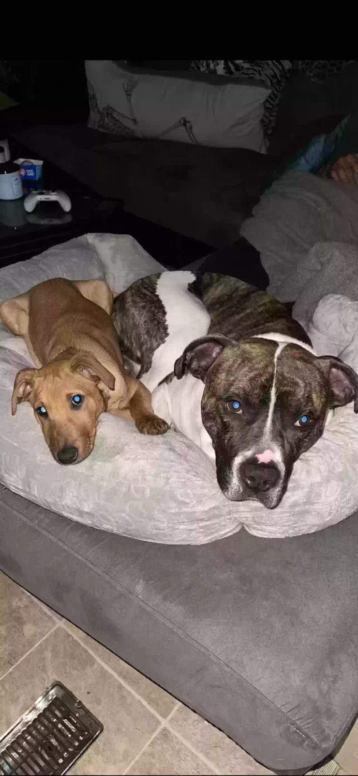 Lost dog in Conesville, IA, 52739