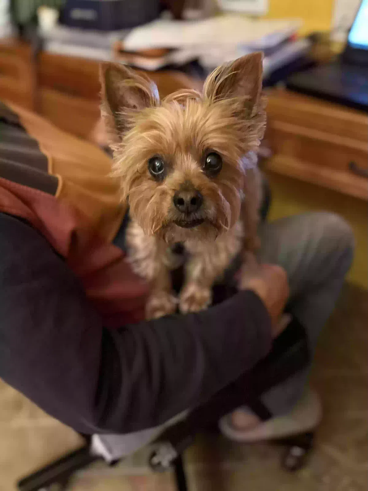 Lost dog in Valley Center, CA, 92082
