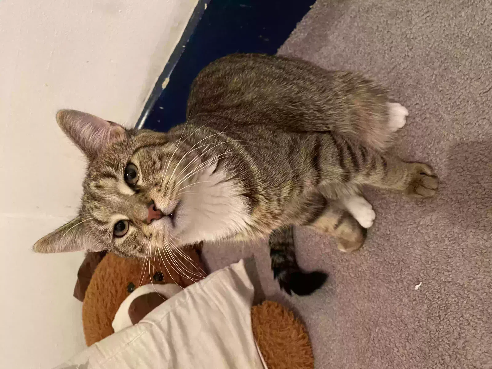 Lost cat in Detroit, MI, 48209