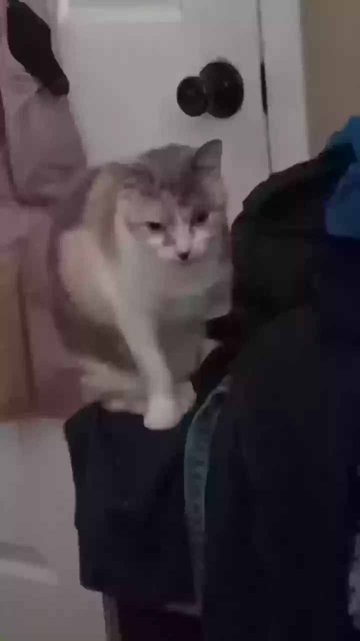 Lost cat in Springfield, MO, 65802