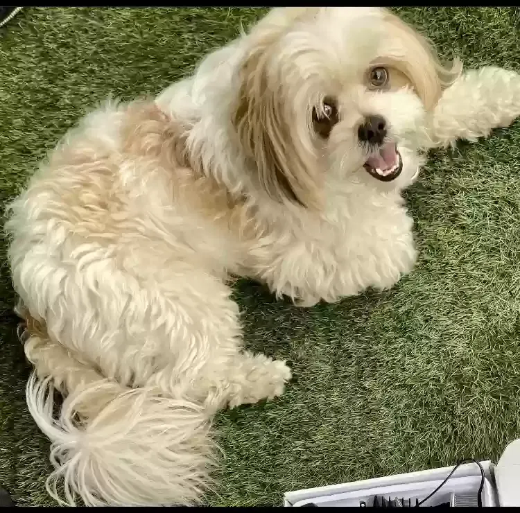 Lost dog in Houston, TX, 77074