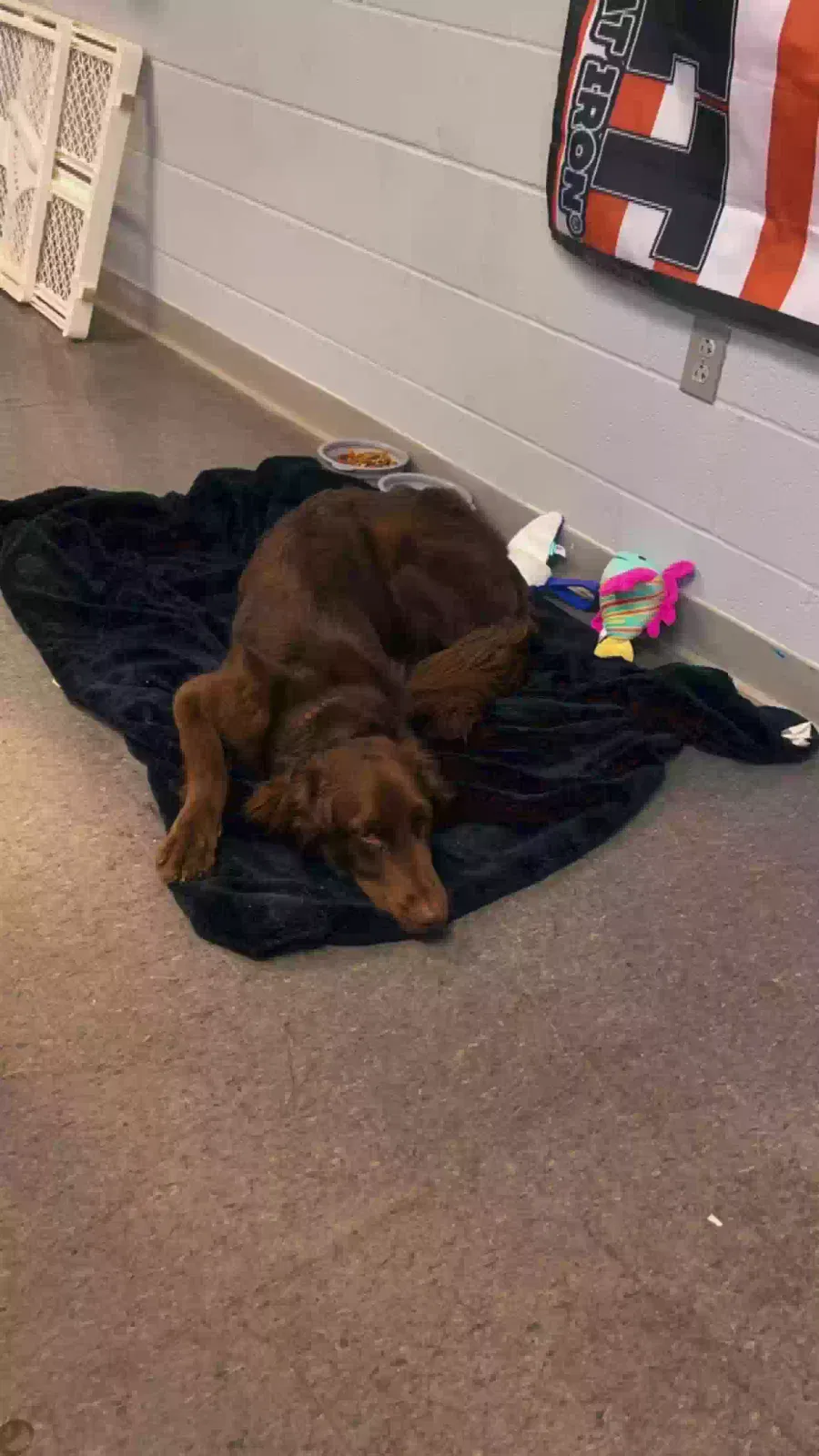 Lost dog in Toledo, OH, 43614
