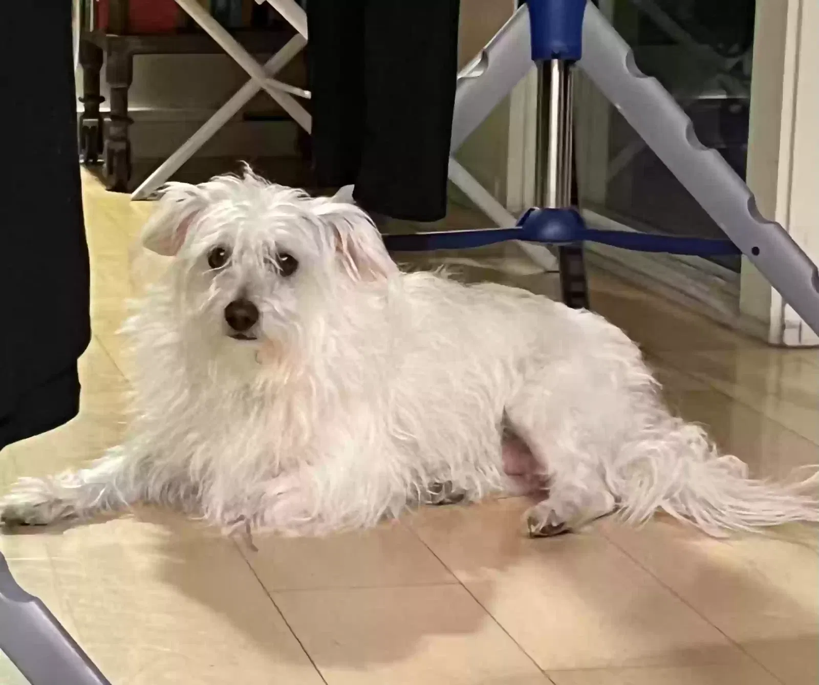 Found dog in Los Angeles, CA, 90061