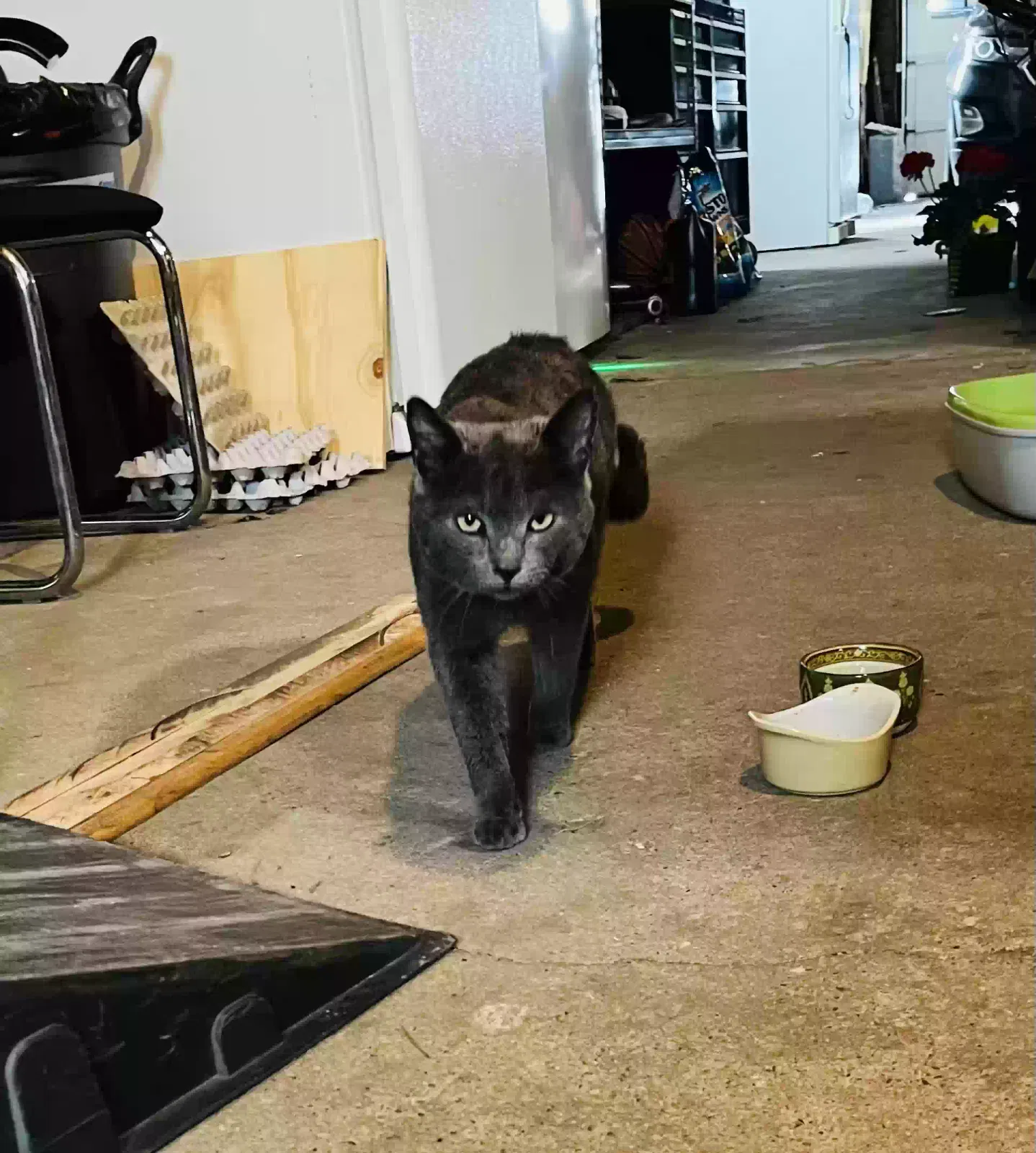 Found cat in Muskegon, MI, 49444