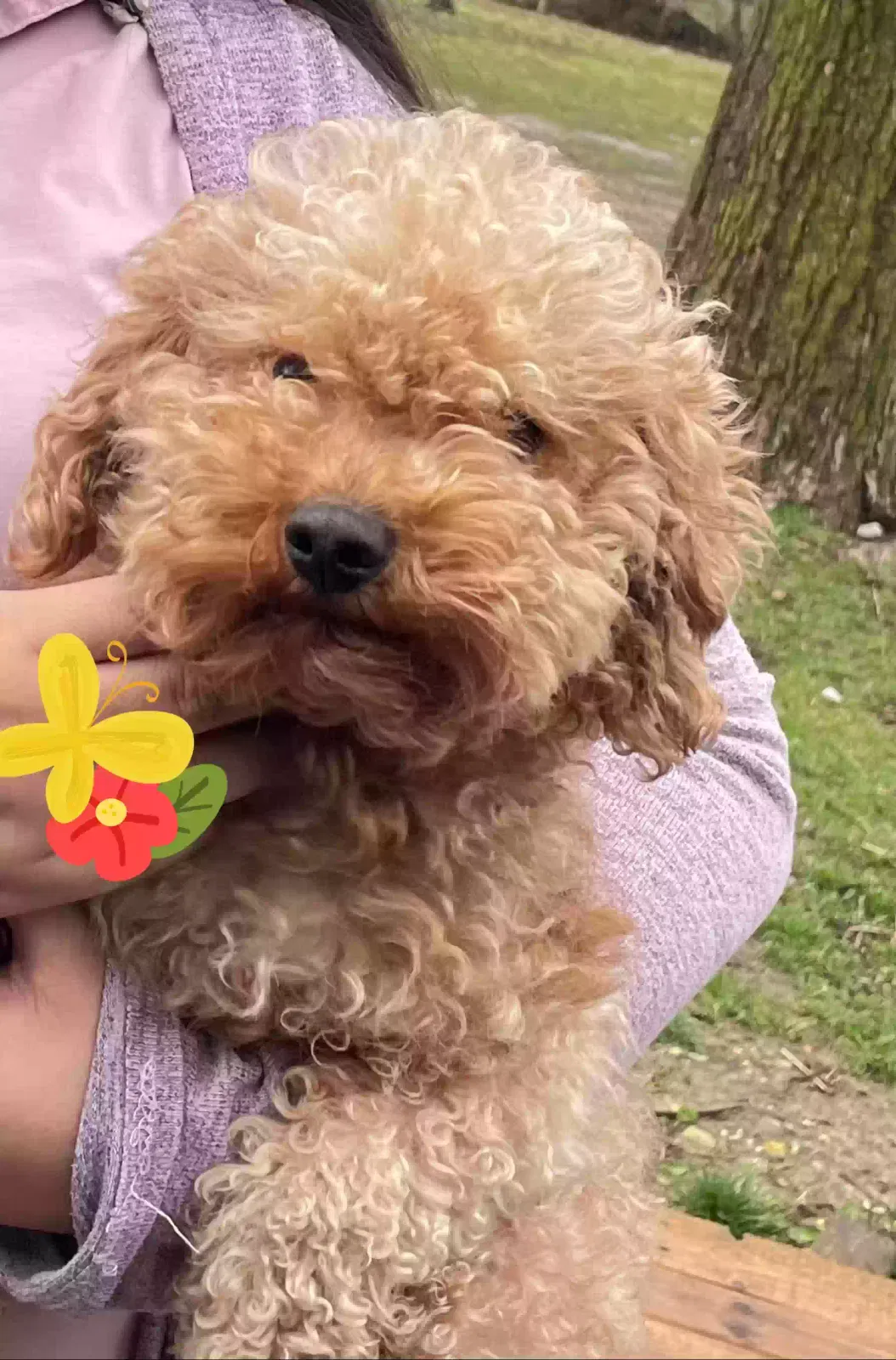 Lost dog in Indianapolis, IN, 46254