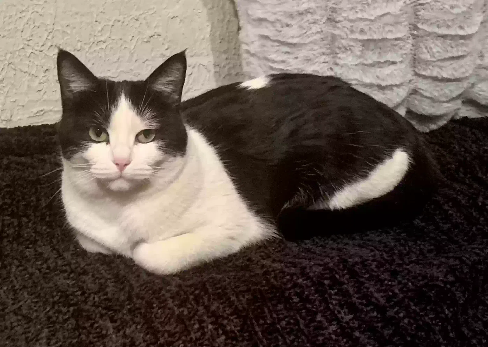 Lost cat in Conifer, CO, 80433