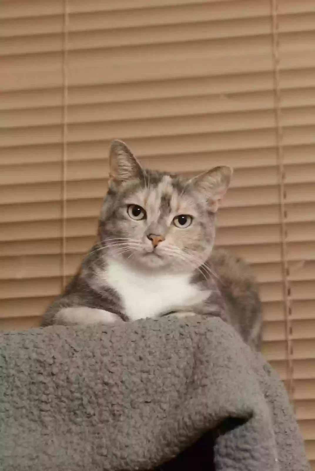 Lost cat in Denison, TX, 75020