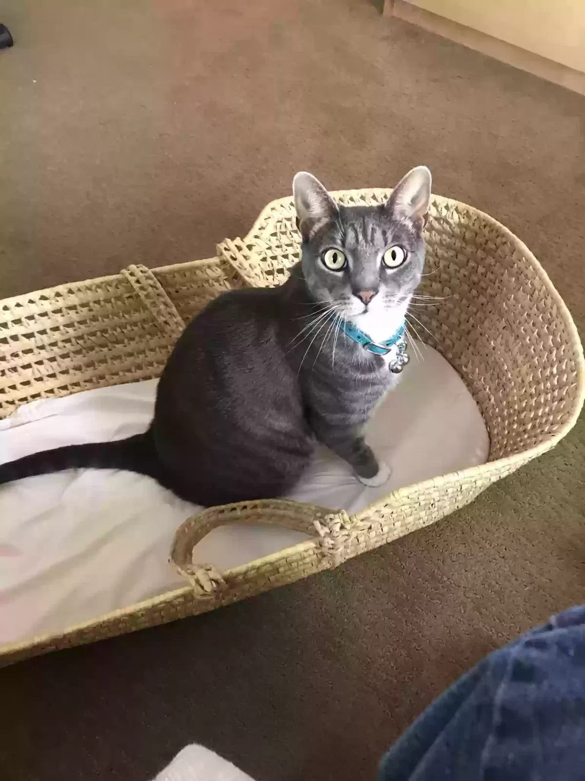 Lost cat in Bellmawr, NJ, 8031