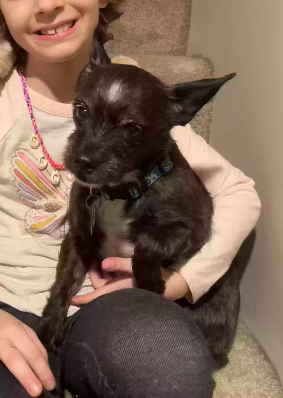 Lost dog in Lexington, KY, 40503