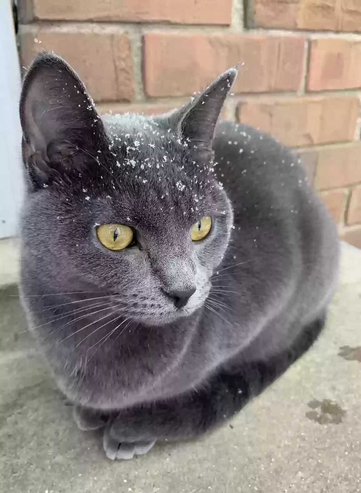 Lost cat in Louisville, KY, 40219