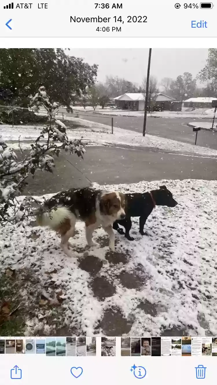 Lost dog in Oklahoma City, OK, 73119