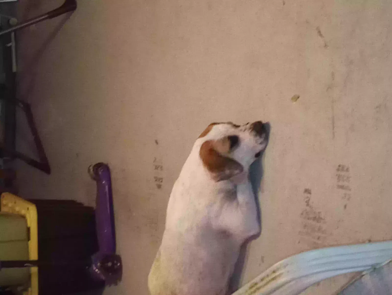 Found dog in Zephyrhills, FL, 33541