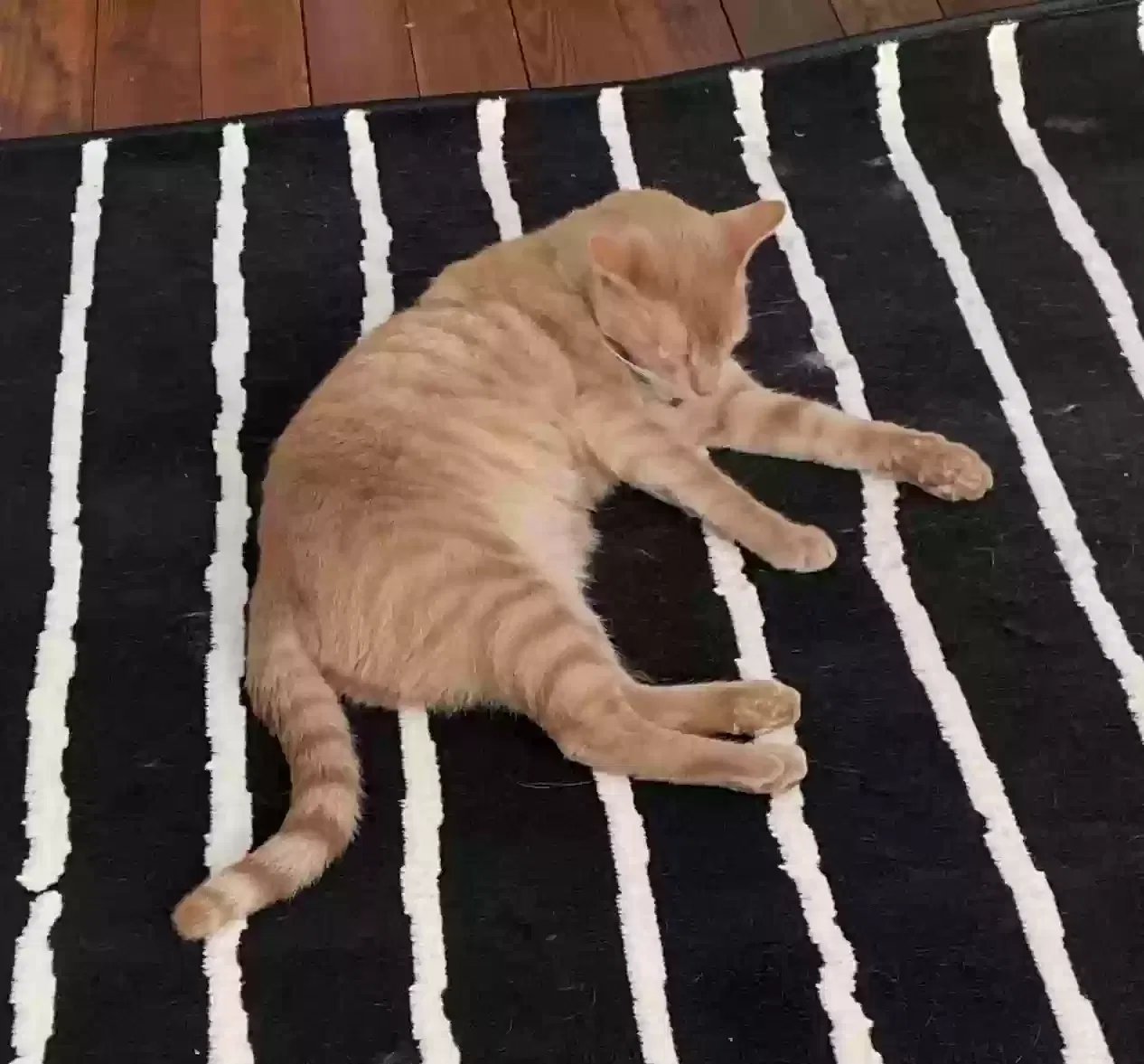 Lost cat in Pittsburgh, PA, 15212