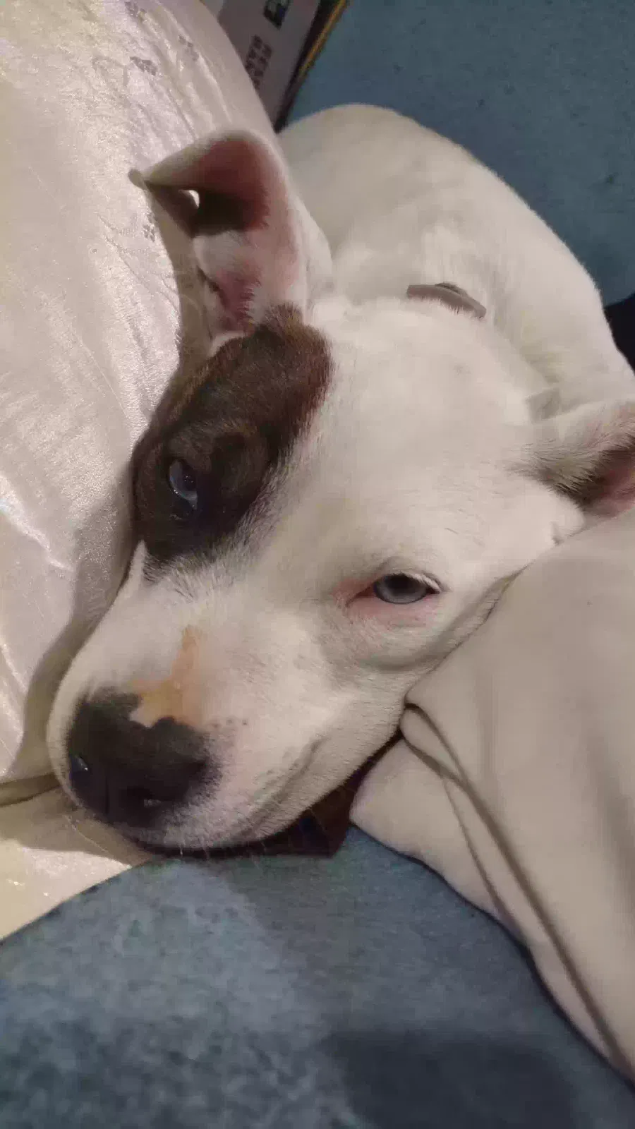 Lost dog in Gaffney, SC, 29340