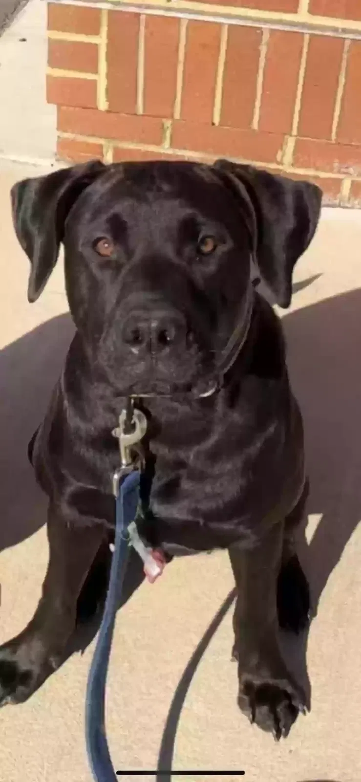 Lost dog in Johnson City, TN, 37604