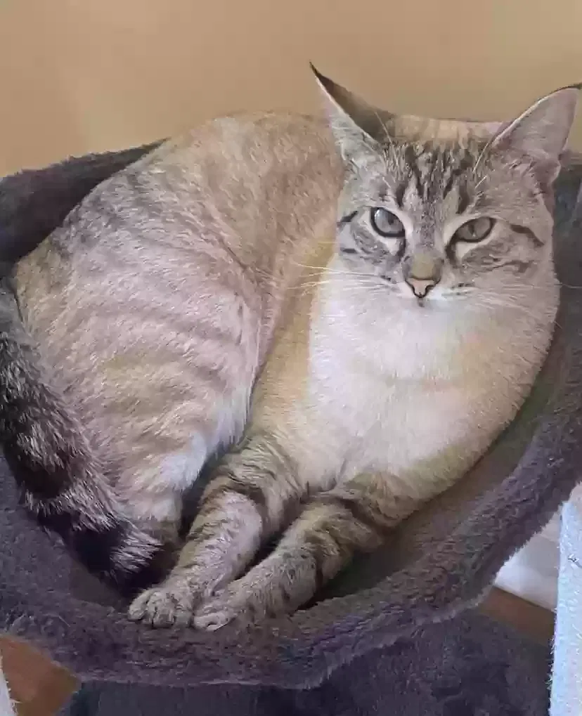 Lost cat in Simpsonville, SC, 29680