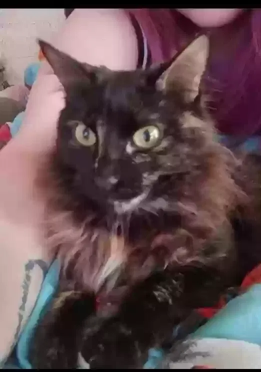 Lost cat in Wichita, KS, 67212