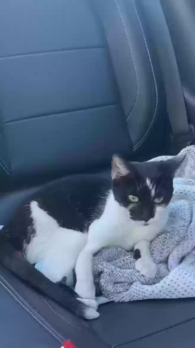 Found cat in Jacksonville, NC, 28546