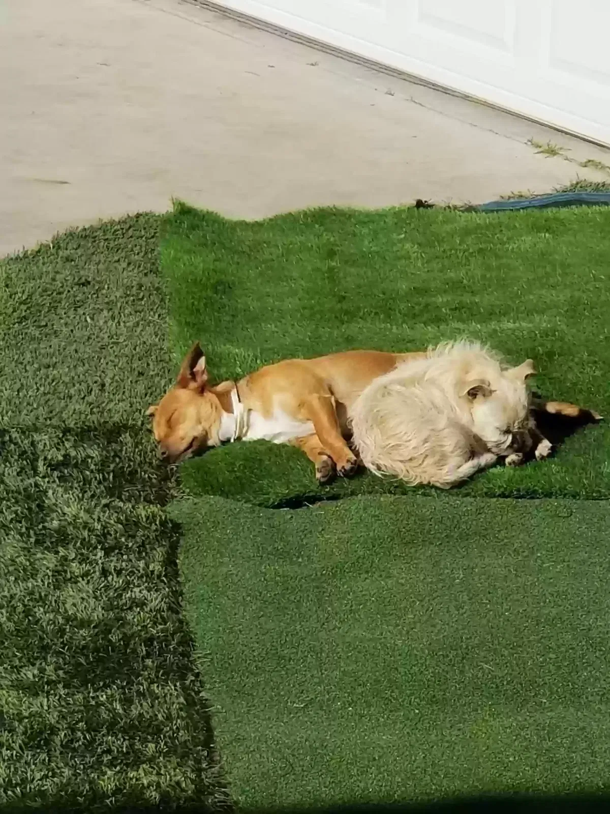 Lost dog in Unknown, CA, 93567