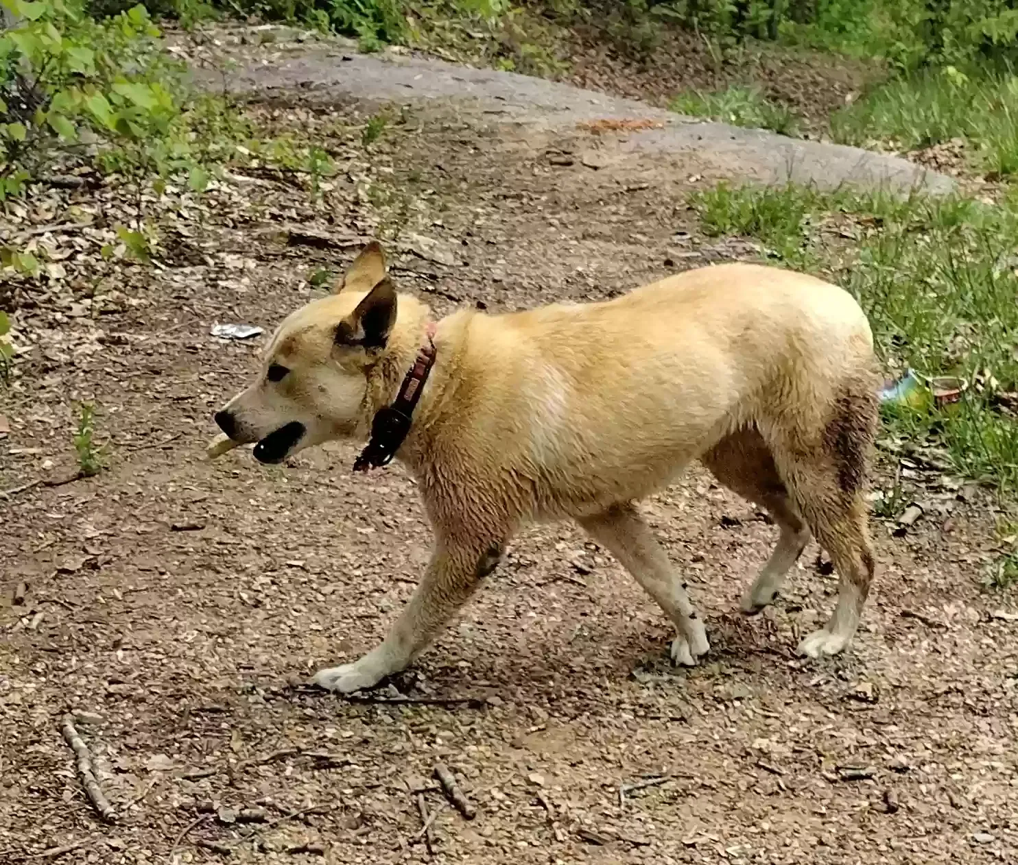 Found dog in Hardy, VA, 24101