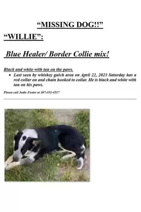 Lost dog in Glendo, WY, 82213