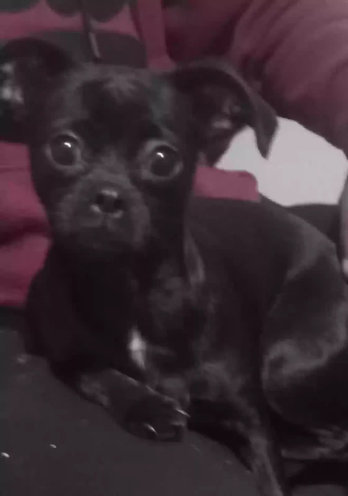 Lost dog in Fort Worth, TX, 76133