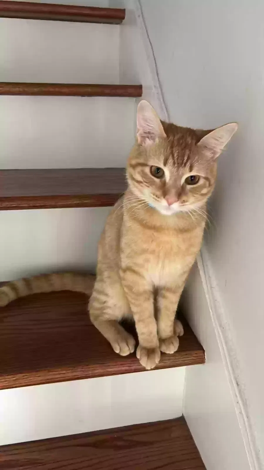 Lost cat in Chattanooga, TN, 37421