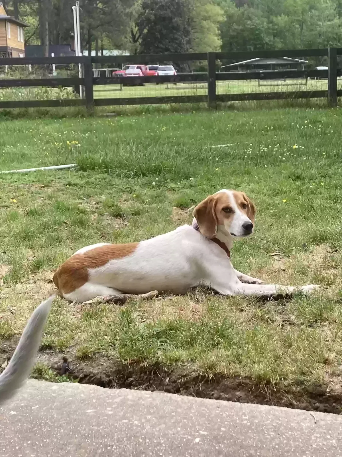 Lost dog in Chesapeake, VA, 23322
