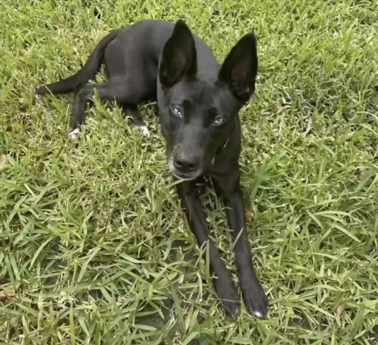 Lost dog in Dayton, TX, 77535